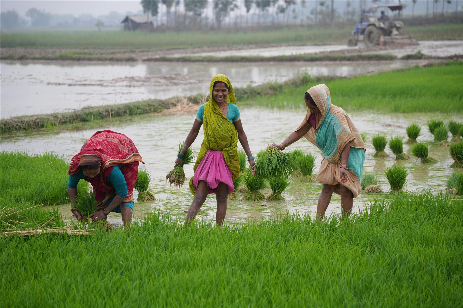 Women sowing rice in a field